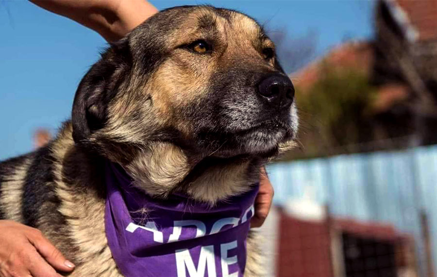 Credissimo стартира кампания за осиновяване на кучета „Твоят най-добър приятел те очаква!“ 